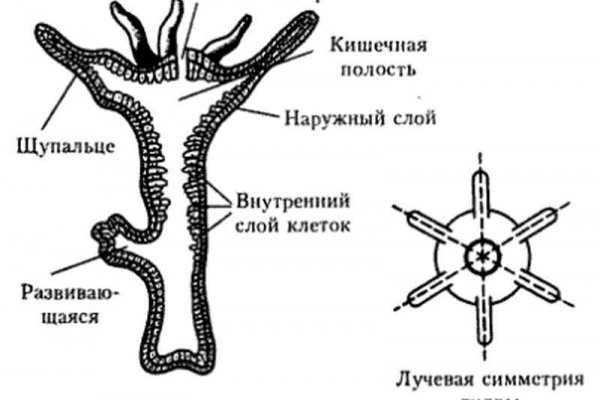 Как восстановить доступ к аккаунту кракен