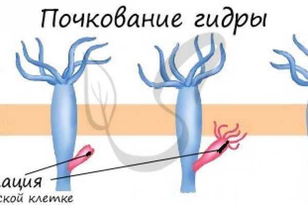 Как вернуть аккаунт на кракене